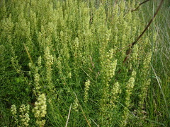 Reseda lutea