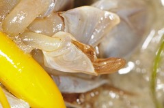 Dosima fascicularis