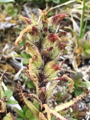 Pedicularis hirsuta