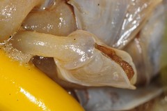 Dosima fascicularis