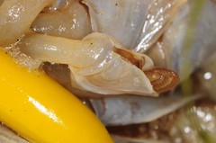 Dosima fascicularis