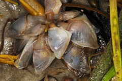 Dosima fascicularis