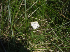 Achillea millefolium