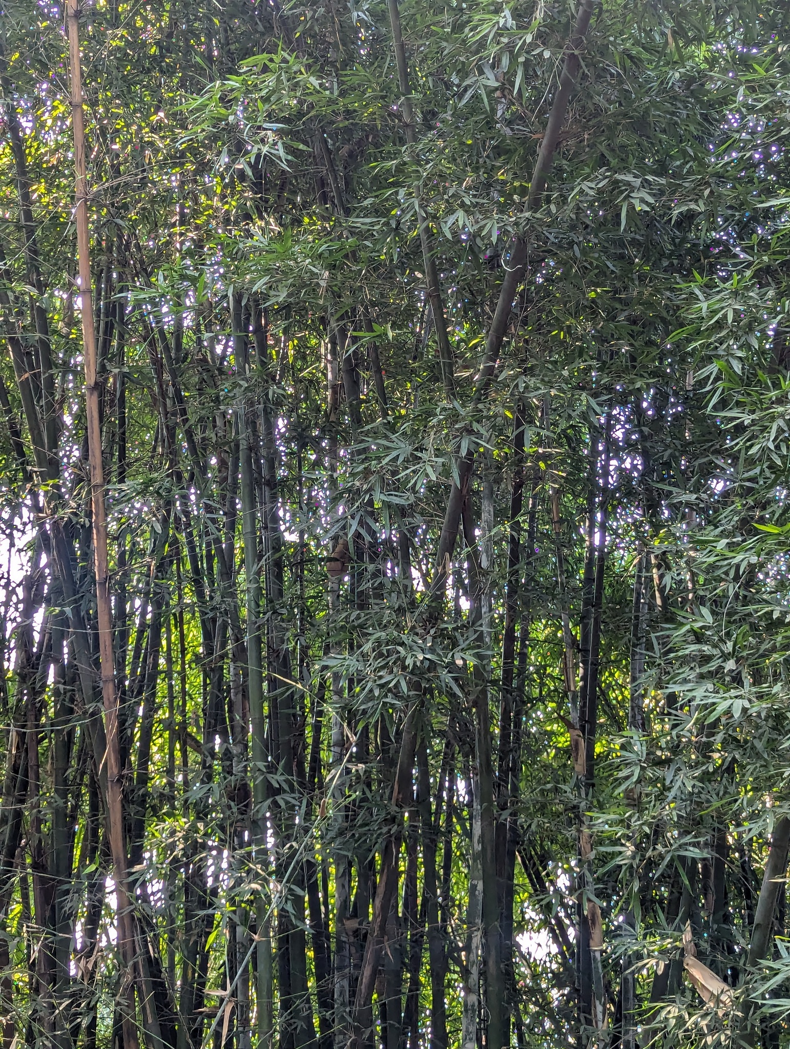 Bambusa nutans (Nodding Bamboo)