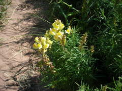 Linaria vulgaris