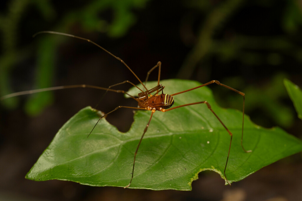 Obidosus albilineatus