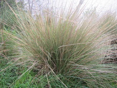 Capeochloa cincta
