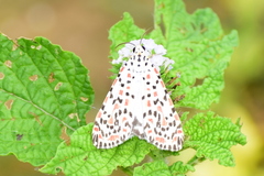 Utetheisa pulchelloides vaga