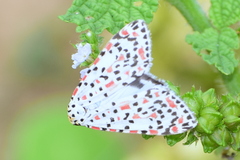 Utetheisa pulchelloides vaga