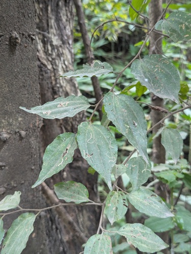 Nepal jujube (Ziziphus incurva)
