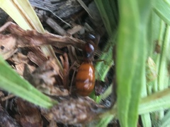 Formica subpolita