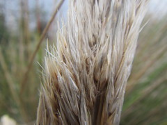 Capeochloa cincta