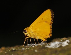 Cupitha purreea