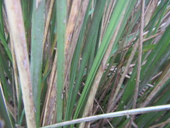 Capeochloa cincta