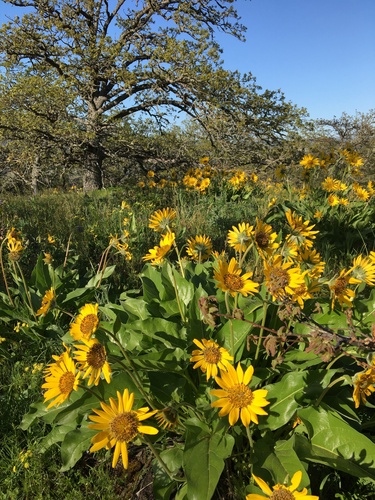 Image of Balsamorhiza careyana by (c) Ed Alverson, some rights reserved (CC BY)