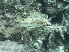 Halichoeres scapularis