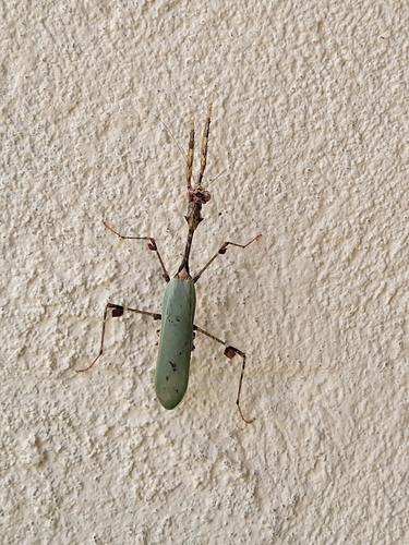 Cryptic Mantis