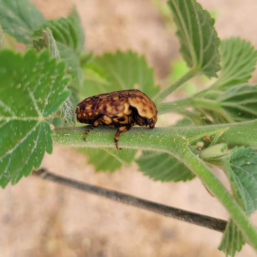 Common Marbled Fruit Chafer