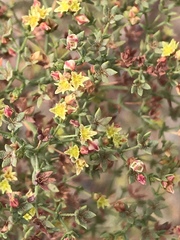 Eriogonum galioides