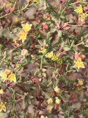 Eriogonum galioides