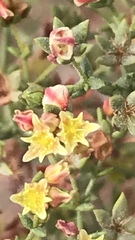 Eriogonum galioides