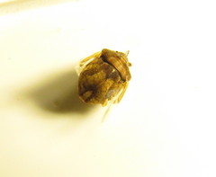 Homaemus aeneifrons