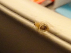 Planuncus tingitanus