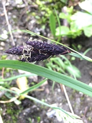 Carex atrata