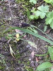 Carex atrata