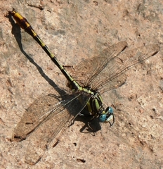Phanogomphus militaris