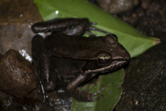 Lithobates maculatus