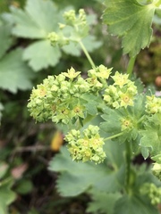 Alchemilla glomerulans