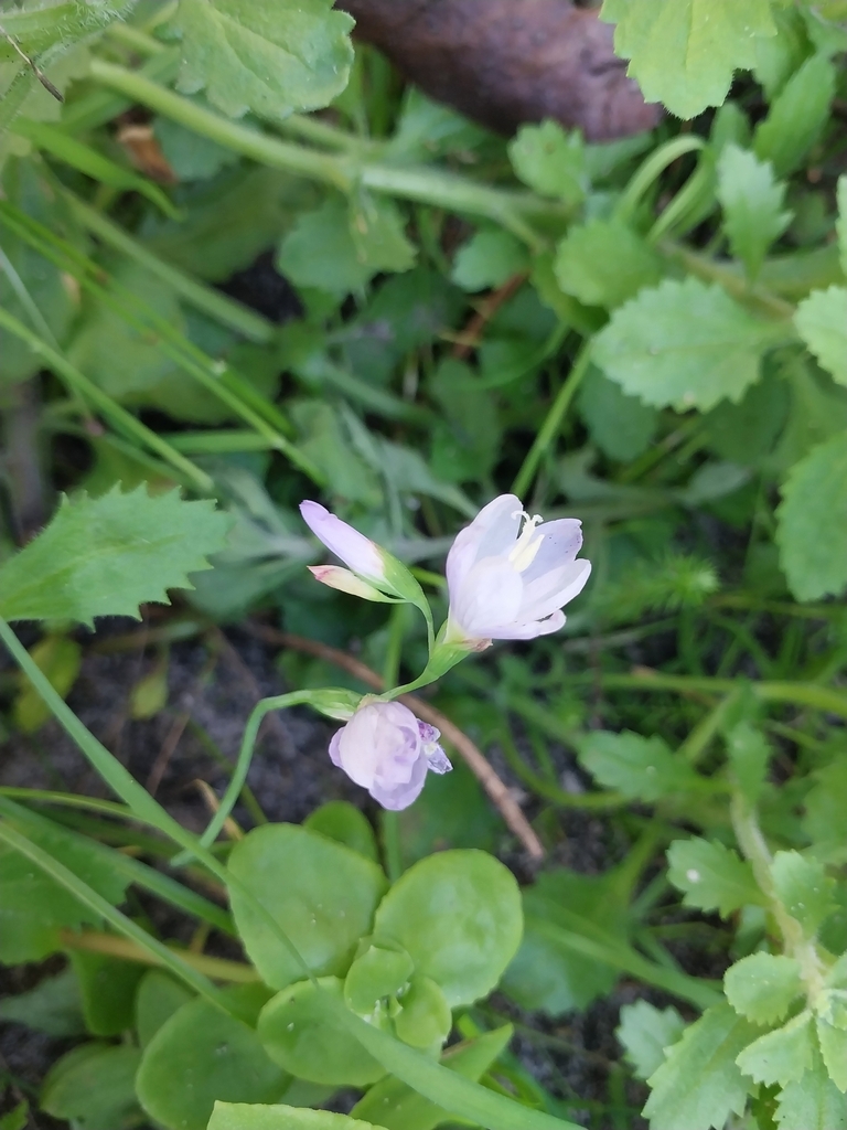 Geissorhiza tabularis, Wynberg NU (2), Cape Town, 7824, South Africa