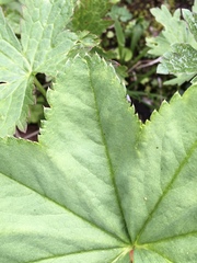Alchemilla glomerulans