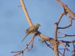 Emberiza