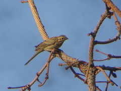 Emberiza
