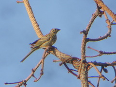 Emberiza