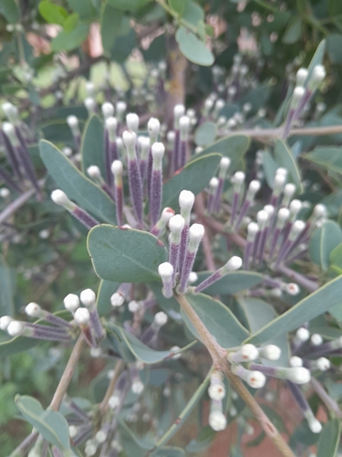 Image of Tapinanthus quequensis by no rights reserved