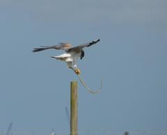 Coluber constrictor oaxaca
