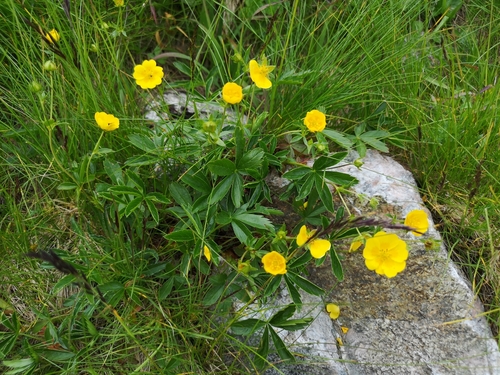 nátržník zlatý (Potentilla aurea)