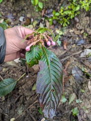 Luculia gratissima, photograph (c) Sagnik Dutta Roy, some rights reserved (CC BY)