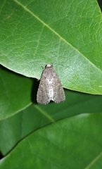 Noctuoidea