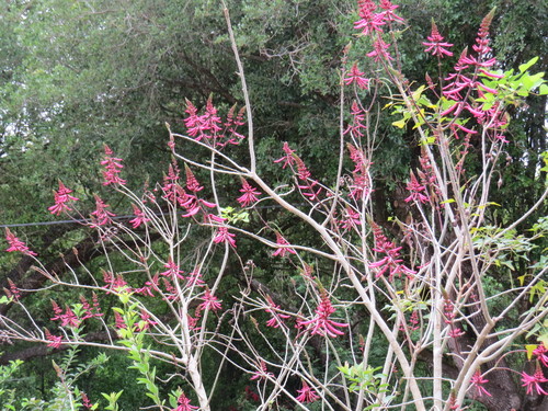 Erythrina herbacea