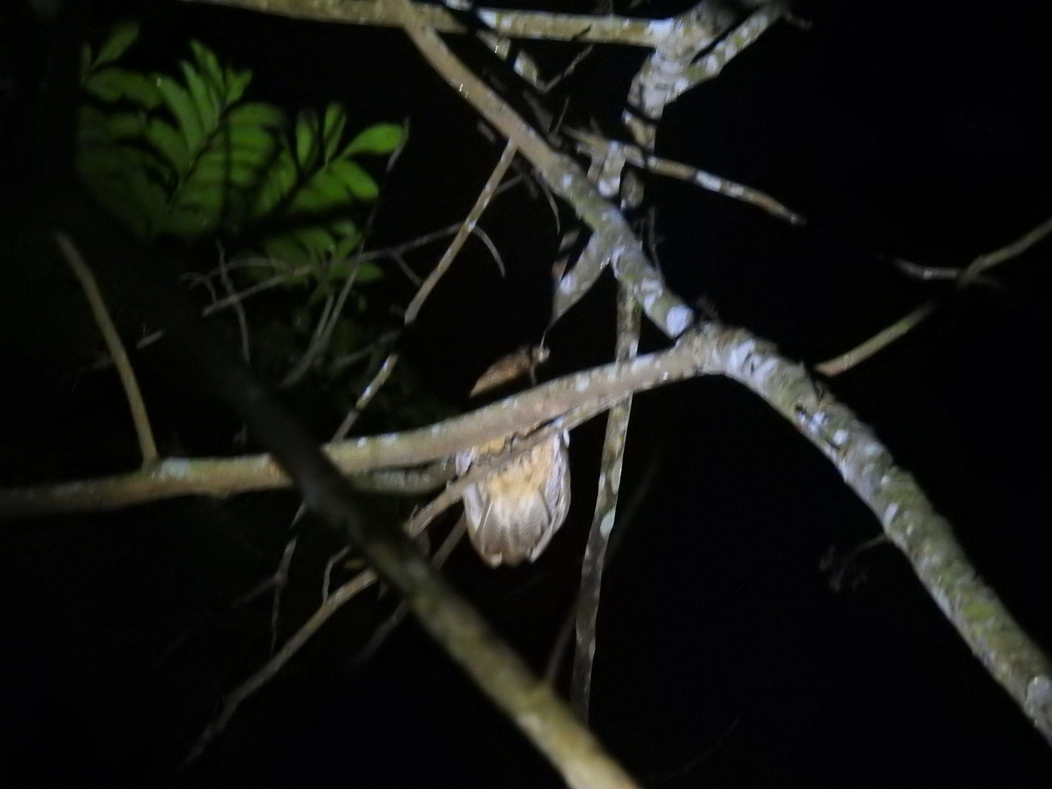 Little Sumba Boobook (Ninox sumbaensis), photo 2