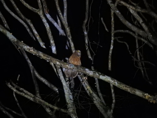 Little Sumba Boobook (Ninox sumbaensis), photo 7