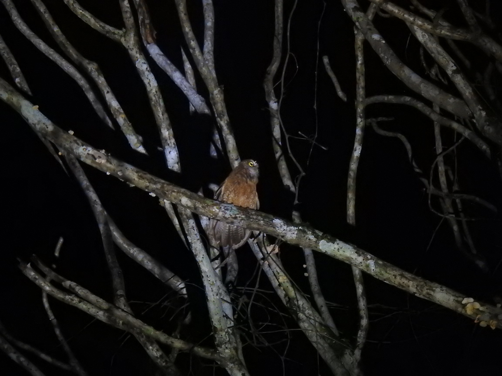 Little Sumba Boobook (Ninox sumbaensis), photo 1
