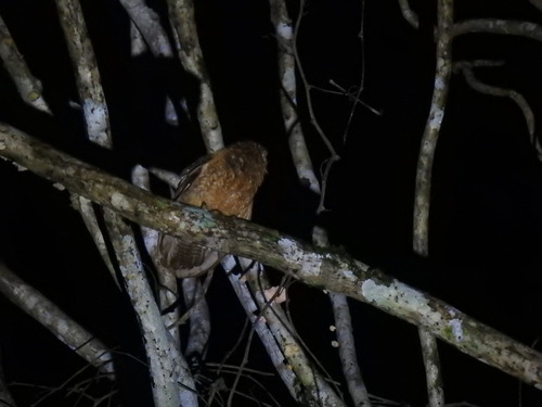 Little Sumba Boobook (Ninox sumbaensis), photo 5