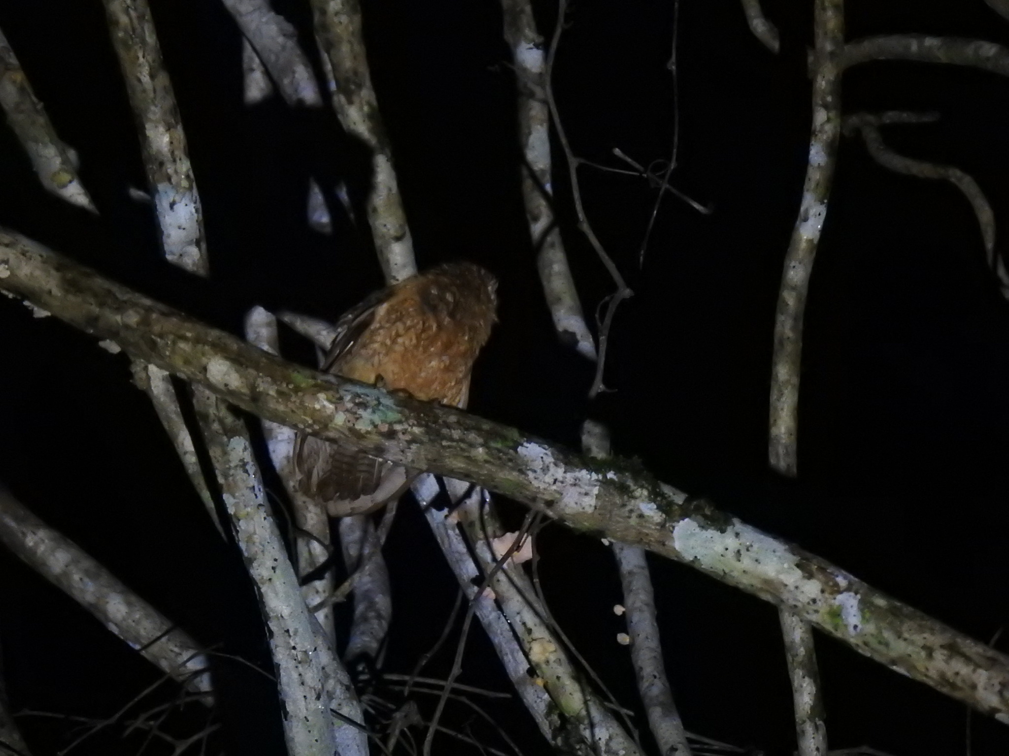Little Sumba Boobook (Ninox sumbaensis), photo 3