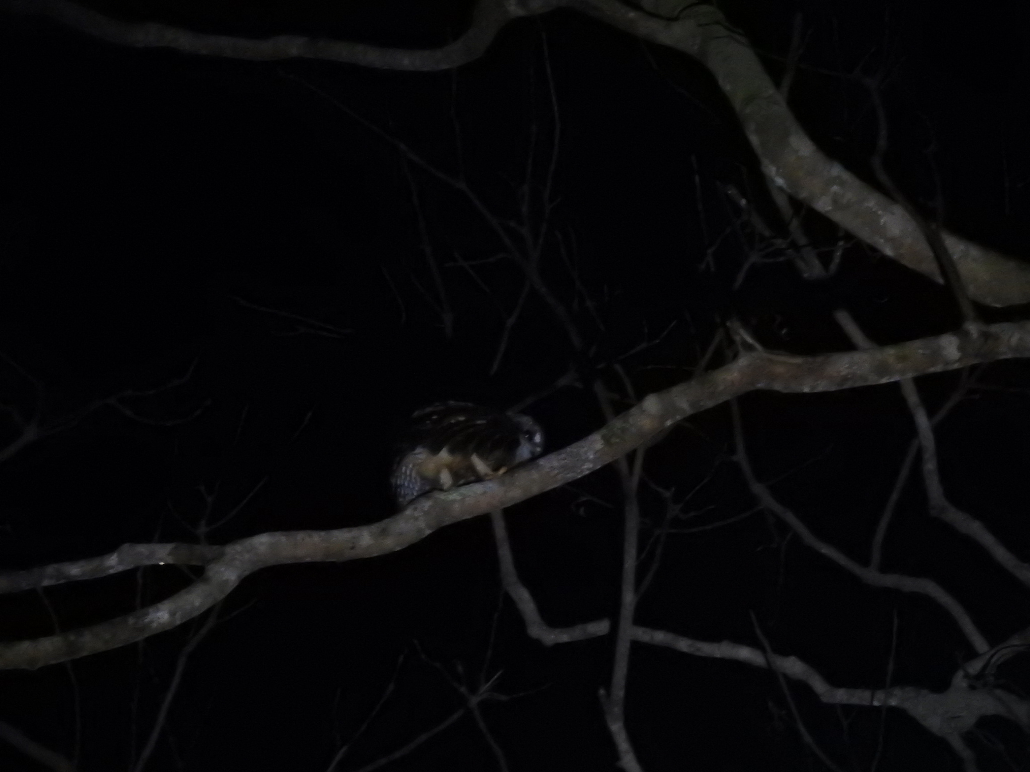 Great Sumba Boobook (Ninox rudolfi), photo 3