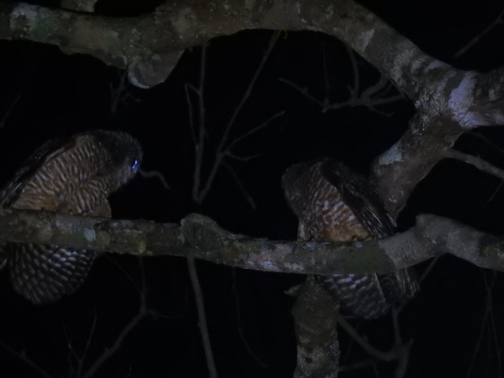Great Sumba Boobook (Ninox rudolfi), photo 2